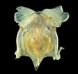 Afbeeldingsresultaten voor "cavolinia uncinata pulsatapusilla Pulsatoides". Grootte: 112 x 106. Bron: catalog.digitalarchives.tw