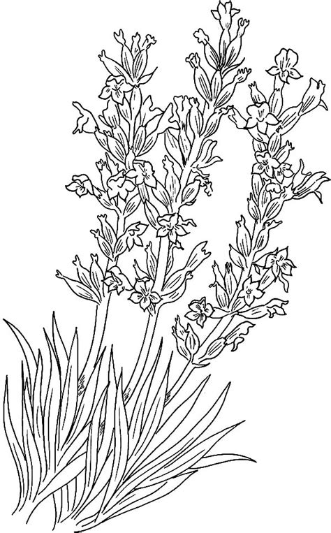 lavender coloring pages  coloring pages  kids