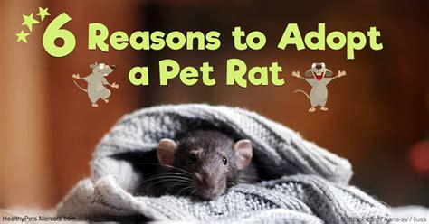 reasons  rats  great pets