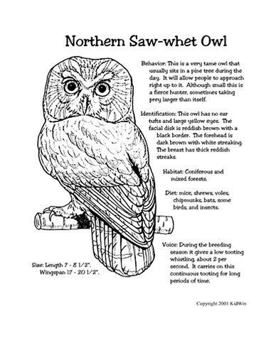 pin  tricia stohr hunt  owlsowl pellets owl coloring pages