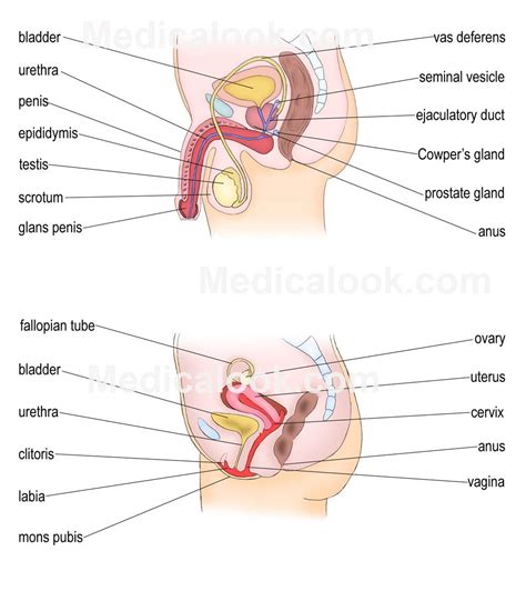 Gonads Endocrine System