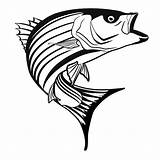 Bass Striper Fish Coloring Clipart Striped Drawings Pages Stripe Cliparts Clip Place Color Clipground Clipartbest Library sketch template