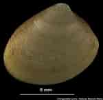 Afbeeldingsresultaten voor "nucula Sulcata". Grootte: 150 x 145. Bron: naturalhistory.museumwales.ac.uk