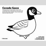 Goose Designlooter sketch template