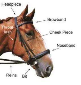 horse bridle parts  types faqs answered