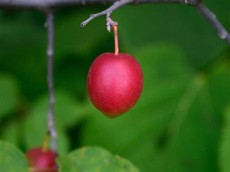 wild plum tree care  wild plum trees produce fruit   eat