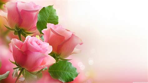 light pink flower wallpaper  pictures