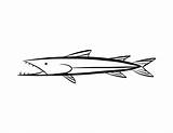 Barracuda Coloring Plymouth Pages Fish Drawing Easy Draw Drawings Colouring Color Step 33kb 612px Barracudas sketch template