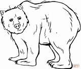 Bear Coloring Pages Grizzly Template Coloriage Printable Bears Templates Animal Color Sheets Print Colouring Imprimer Kids Outline Sheet Dessin Cute sketch template