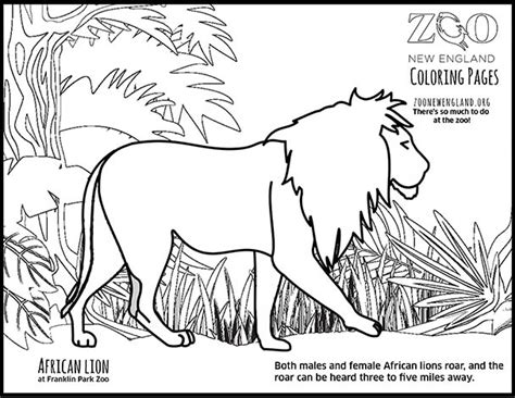 zoo  england color  lion
