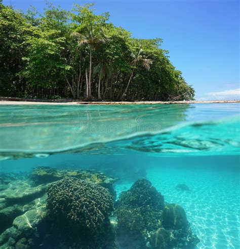 tropical shore    sea surface stock photo image  tree vegetation