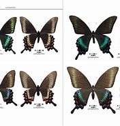 蝶の樹 順番 に対する画像結果.サイズ: 176 x 185。ソース: kawamo.co.jp