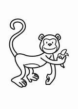Scimmia Disegno sketch template