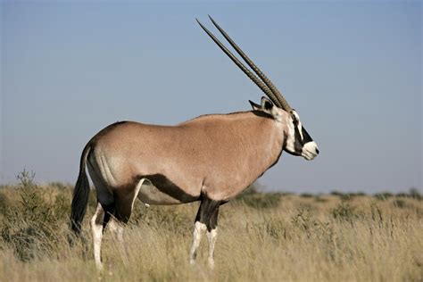 habitat  antelopes     deer  animals dwell