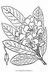 Arbusti Rododendro Maximo sketch template