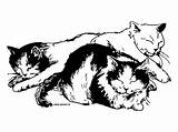 Cats Chat Coloring Cat Pages Sleeping Printable Colouring Color Cute Web Adult Choose Board Clip sketch template