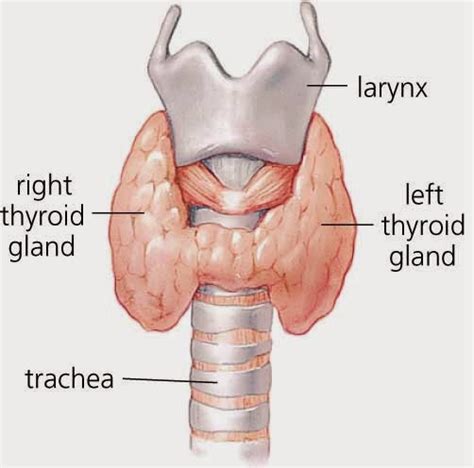 thyroid disease symptoms   treatment