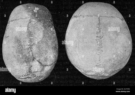 dolichocephalic skull   loango negro   finnish brachycephalic skull vintage engraved
