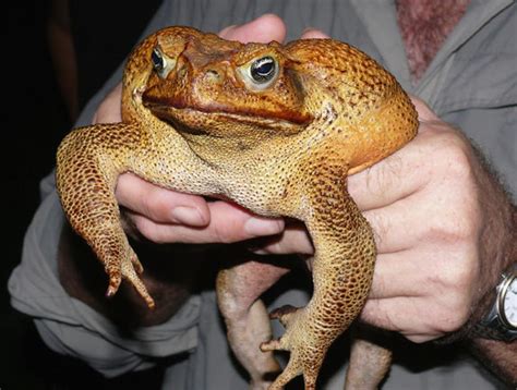 cane toad facts  pictures