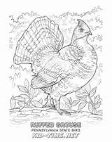 Grouse sketch template