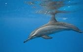 Image result for "stenella Longirostris". Size: 169 x 106. Source: www.dolphins-world.com