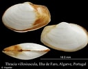 Image result for "thracia Villosiuscula". Size: 128 x 100. Source: www.marinespecies.org