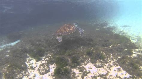 zwemmen met schildpadden bij playa lagun curacao juli  youtube