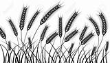 Harvest Ears Stalk Rye Barley Vectorified Corn sketch template