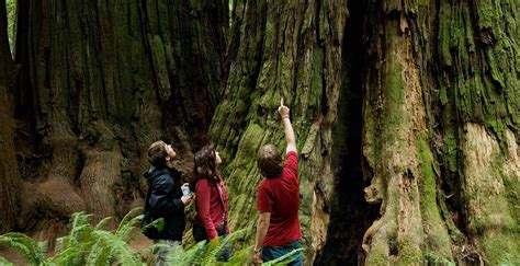 Redwood National And State Parks Vacation Travel Guide
