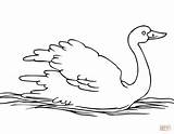 Swan Coloring Pages Print Kids Birds Flowers Color Baby Printable sketch template