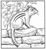 Coloring Pages Nature Animals Animal Books Backyard Chipmunk Adult Colouring Wildlife Printable Sheets Chipmunks Drawing Book Patterns Hubpages Board Choose sketch template