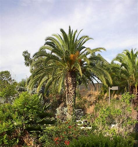 image palm tree