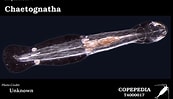 Afbeeldingsresultaten voor "heterokrohnia Wishnerae". Grootte: 173 x 99. Bron: www.st.nmfs.noaa.gov
