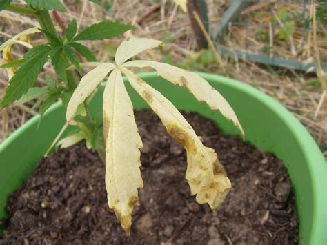 resoluoutdoor feuilles jaunes puis necrose multi diags  autres cannaweed