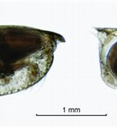 Afbeeldingsresultaten voor "orthoconchoecia Haddoni". Grootte: 169 x 123. Bron: www.marinespecies.org