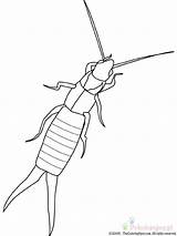 Tijereta Robaki Kolorowanki Insekten Earwig Oreille Perce Owady Insectes Animali Malvorlage sketch template