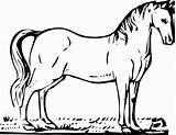 Kuda Mewarnai Diwarnai Nyata Tampak Paud Ukuran Tersedia Silahkan sketch template