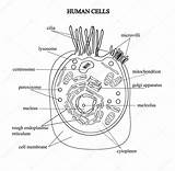 Zellen Struktur Menschlichen Grafischen Farbigen Anatomisch sketch template