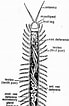 Résultat d’image pour Scolopendre Anatomie. Taille: 69 x 106. Source: www.notesonzoology.com