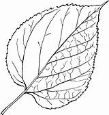 Mulberry Genus Morus sketch template