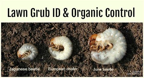 grub worm control   safely  rid  grubs