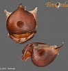Afbeeldingsresultaten voor "cavolinia uncinata pulsatapusilla Pulsatoides". Grootte: 99 x 104. Bron: uk.inaturalist.org