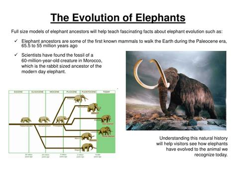 ppt the most engaging elephant experience outside of