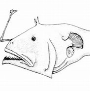 Afbeeldingsresultaten voor "dolopichthys Allector". Grootte: 183 x 183. Bron: www.fishbase.se
