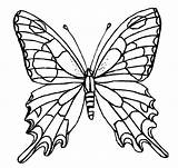 Butterfly Cool Coloring Pages Template sketch template