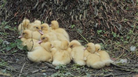 pinoy bonsai  happy family  ducks