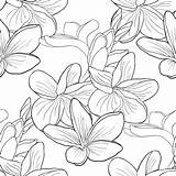 Hawaiian Coloring Plumeria Exotic Flower Illustration Vector Seamless Pattern Ve Set sketch template
