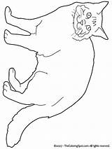 Coon Maine Katzen Persian Animali Gatti Tiere Gatto Trenuri Colorat Planse Copii Poezen Kittens Colorare Malvorlage Condividi sketch template