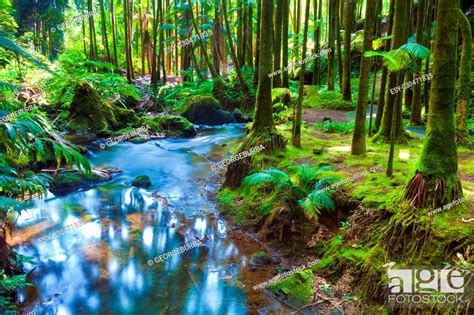 river flowing   beautiful tropical rainforest stock photo