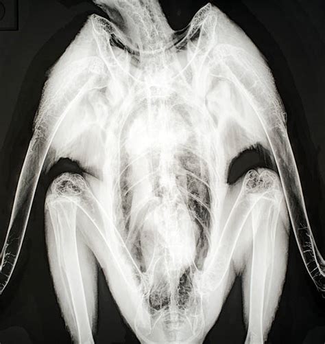 royalty  bird xray pictures images  stock  istock